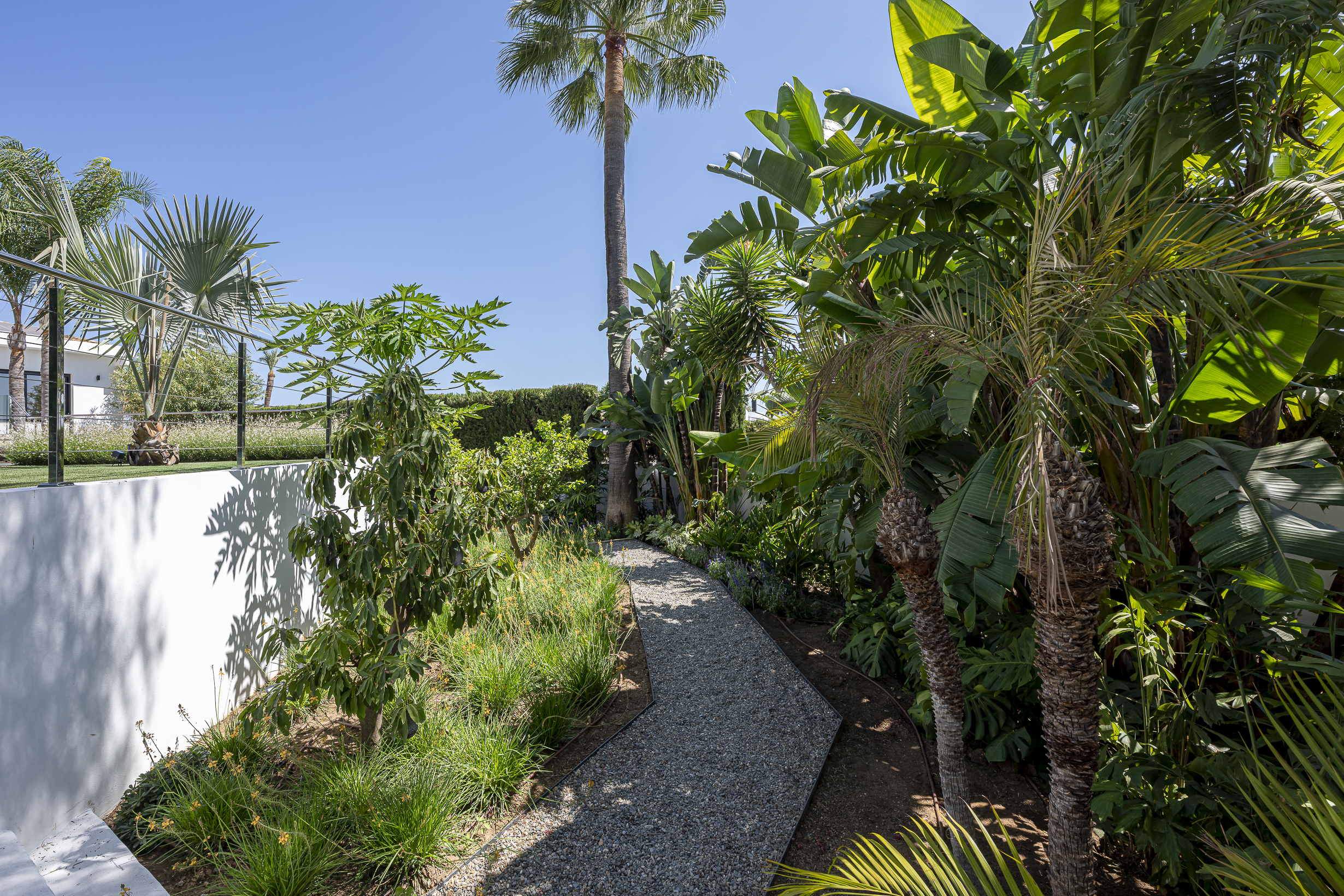 Professional pruning of tall trees and palm trees