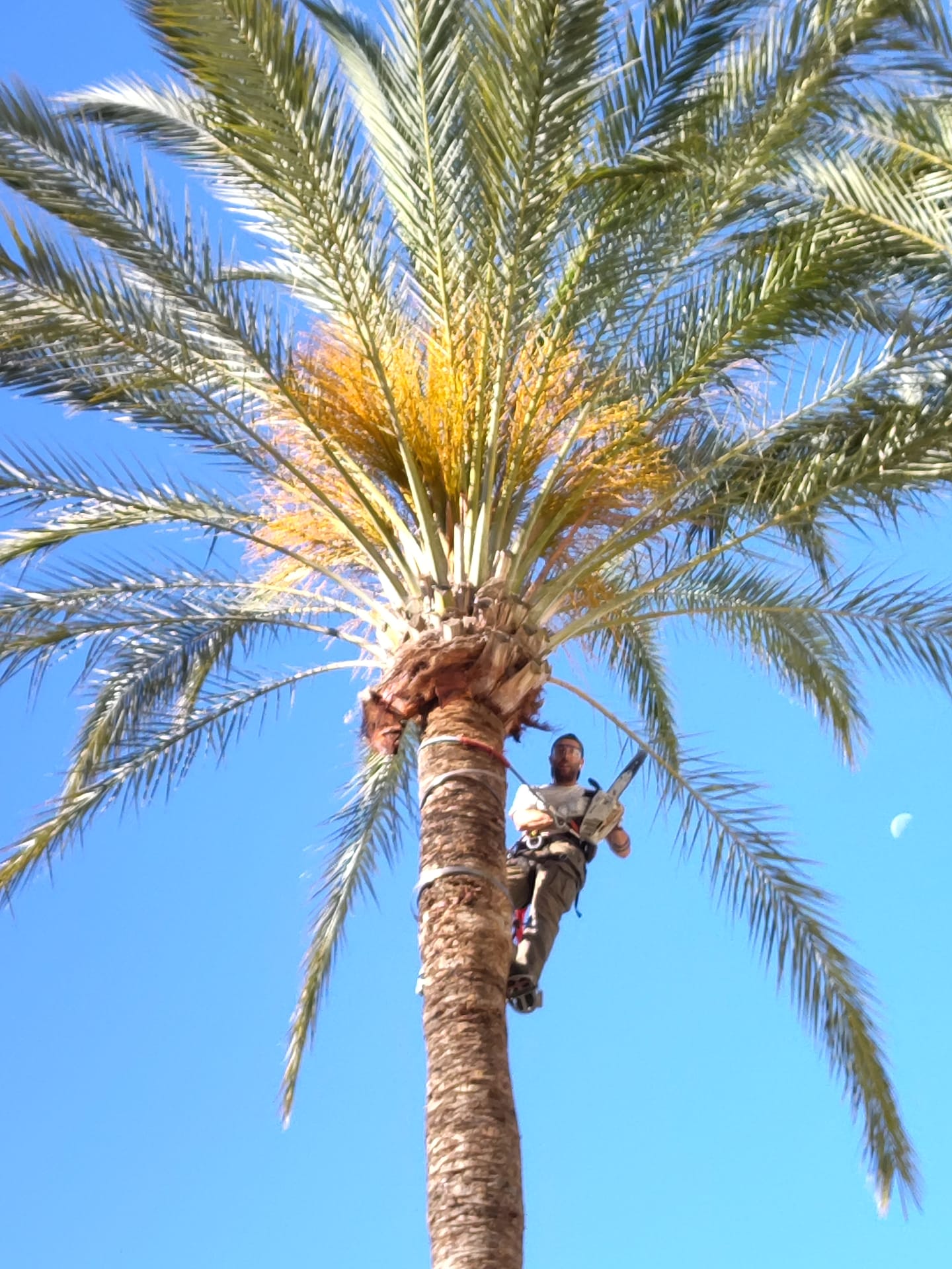 Limpieza de palmeras y podas de altura